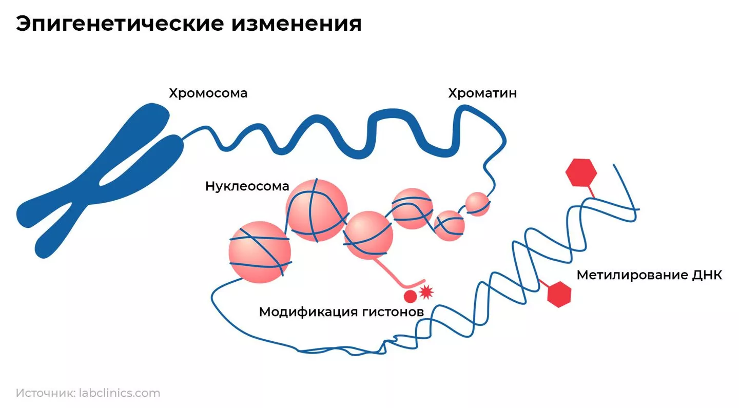 Метод перезагрузки. Ученым впервые удалось обратить старение вспять